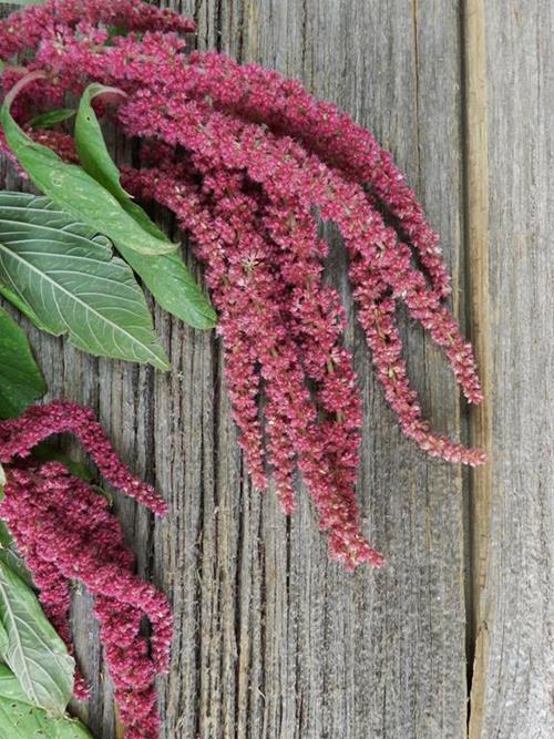 Hanging  Red Amaranthus